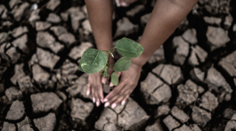 Two hands are planting trees and dry and cracked soil in global warming conditions.