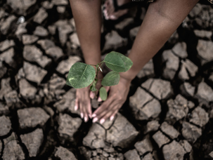 Two hands are planting trees and dry and cracked soil in global warming conditions.