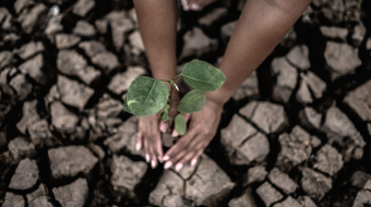 Two hands are planting trees and dry and cracked soil in global warming conditions.