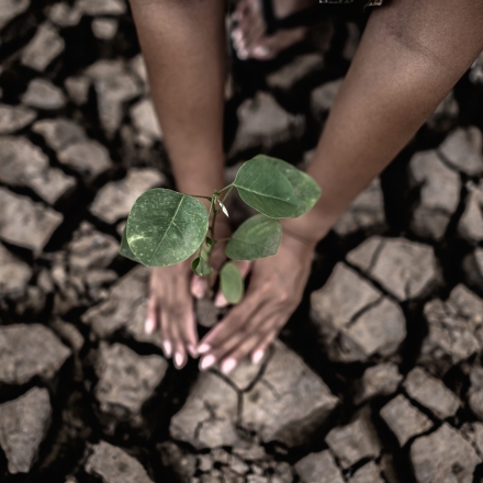Two hands are planting trees and dry and cracked soil in global warming conditions.