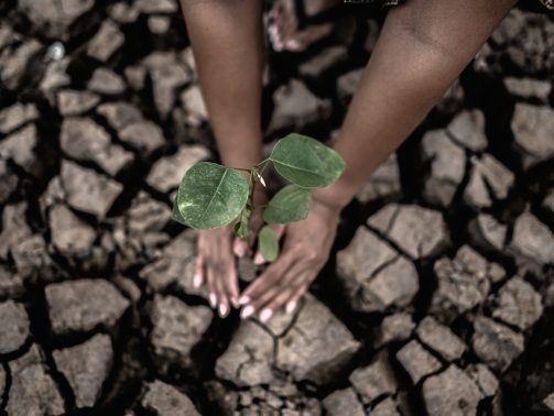 Two hands are planting trees and dry and cracked soil in global warming conditions.